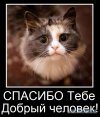 Спасение котёнка